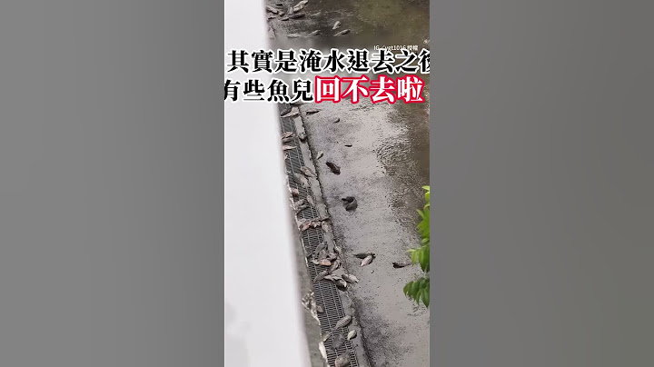 【真的回不去了】#高雄 淹水退去後路上驚見滿地魚 #凱米颱風 #Shorts