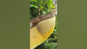 Khai Thác Ong Khoái Khủng Cao Hơn Đỉnh Núi.