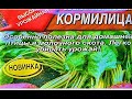 СВЕКЛА ДЛЯ КУР .вес 3 265 гр