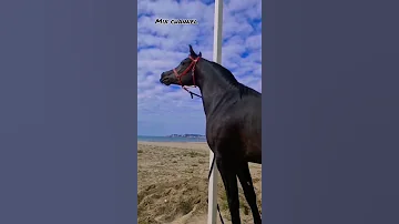 صوت صهيل الخيول ياتري بيقول إيه 
