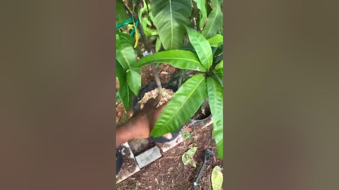 Mango tree growing , my thoughts…. Orlando Fl 9b YouTube