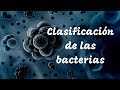 CLASIFICACIÓN DE LAS BACTERIAS