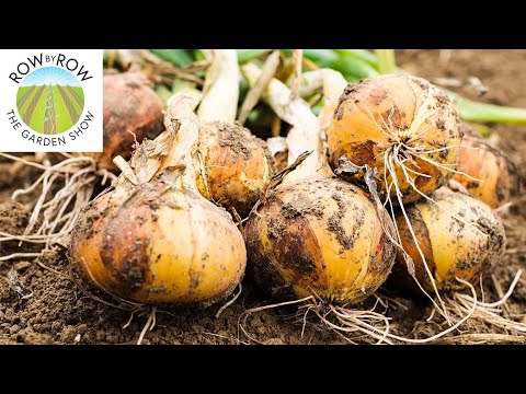 Video: Kada ir kaip sodinti „Exibishen“svogūnus 2020 m