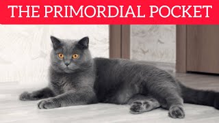 PRIMORDIAL CAT POCKET  Does your CAT have a hanging belly ?