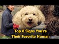 8 signs you are a poodles favorite person  the designer dogs