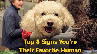 8 Signs You Are a Poodle's Favorite Person || The Designer Dogs by The Designer Dogs 173 views 2 months ago 3 minutes, 45 seconds
