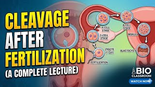 Clevage 3D Visualisation.stages After Fertilization.