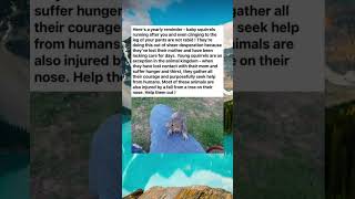 If A Baby Squirrel Runs Up To You Its Not Rabid Its Asking For Help