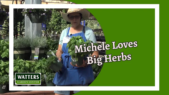 Michele Loves Big Herbs