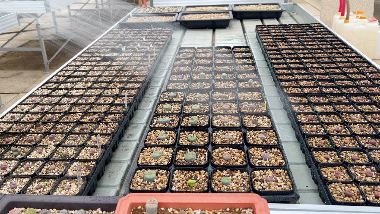 SUB) How to water lithops