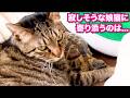 母猫が旅立ち寂しそうな娘猫に寄り添うのは... #あにまるほんぽ #猫 #保護猫 #cat