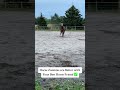 Horses have best friends and they love horse zoomies together ❤️✅ #zoomies #horsesrunning