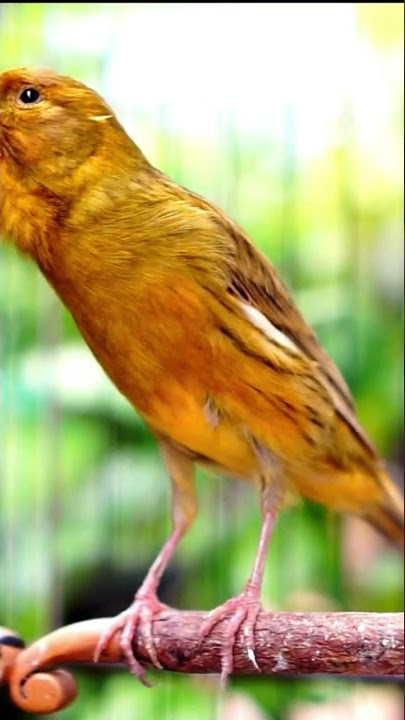 kenari isian lovebird ngekek