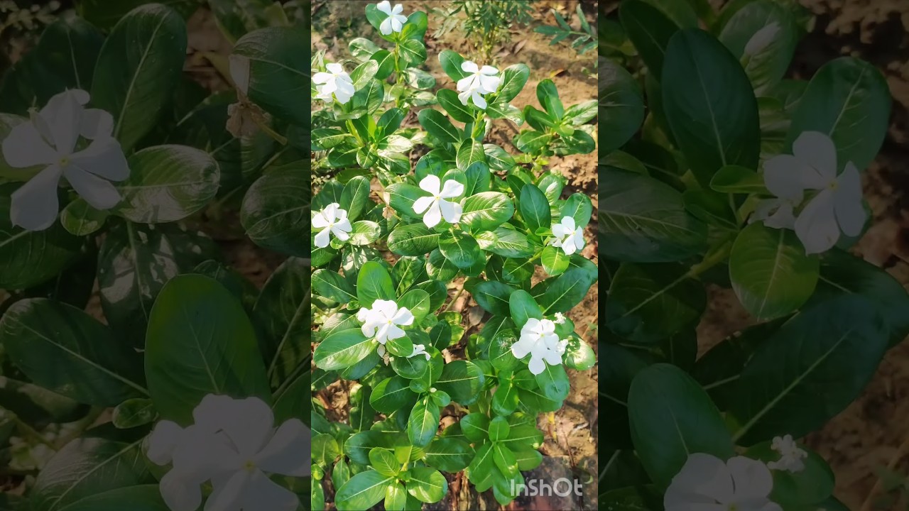 blooming flower sadabahar plant vinca #garden #gardenideas #shorts #ytshorts #viralvideo