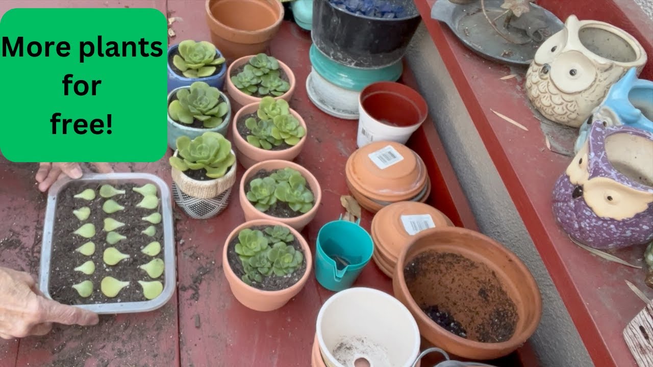Propagating Aeonium Lily Pad Multiply Your Plants YouTube