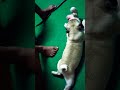 Puggy being Snaily #pug #dog #pet #love #loyal #heart #entertaining #cute #fat #small
