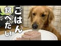 ごはんの時だけ素直に言うことを聞くゴールデンレトリバーよもぎ