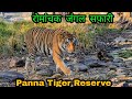 पन्ना टाइगर रिजर्व की सैर Tiger safari in Panna Tiger reserve