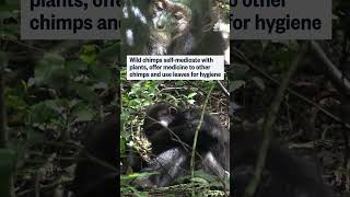 A new study finds chimps use plants as medicine for wounds and for hygiene