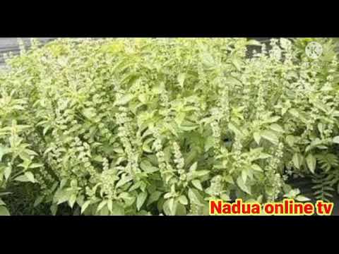 MAAJABU MAZITO YA MTI WA KIVUMBASI NO 3