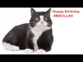 Abdullah  Cats Gatos - Happy Birthday