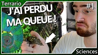 Lautotomie Perte Et Repousse De La Queue Chez Les Lézards Terrariosciences