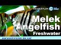 Melek Balığı - Pterophyllum Scalare  - Angelfish