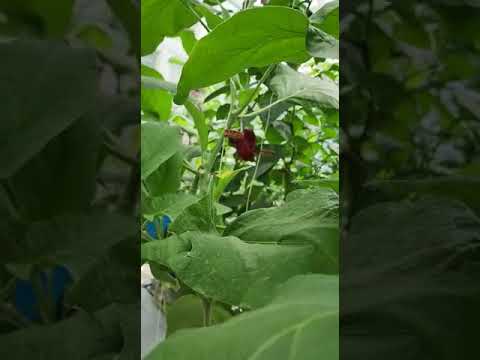 الباذنجان في الزراعة المائية في مخدات الكوكوبيت