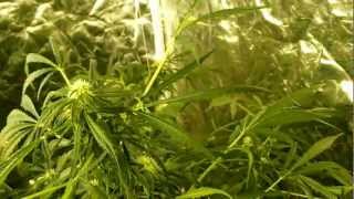 Day 58 - Dutch Passion "Think Different" Legal Medical Marijuana Grow