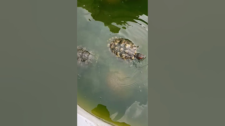 Tortoise swimming in pool # trending video