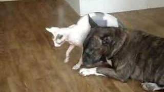 Sphynx Loves Bullterrier