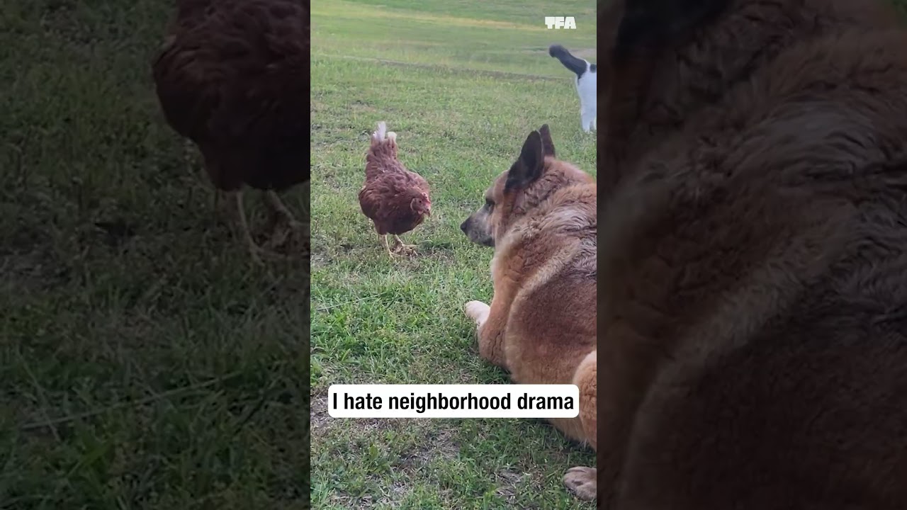 I was onboard until the chicken showed up 🐶🐔😻 #shorts #funny #animals