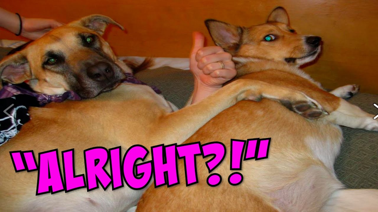 Pictures You Have To Look At Twice!! - YouTube