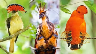 10 BIZARRE TYPES OF BIRDS