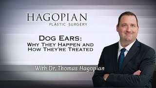 Dog Ears After Surgery Why They Happen And How Theyre Treated