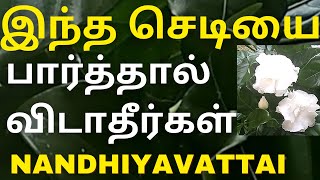 நநதயவடட பவன சறபப இதல இவவளவ வஷயம இரகக Nandiyavattai Plant