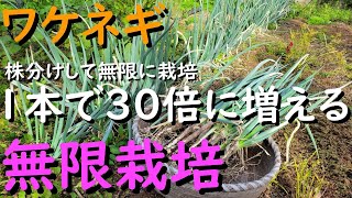 長ネギ苗1,500本 ネギ」の人気商品一覧 | 安い商品を通販サイトから探す - 価格.com
