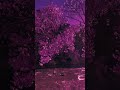 Pink Hour #flowers #darkambient #nature #dreamscape #music  #aesthetic #meditate #ambient