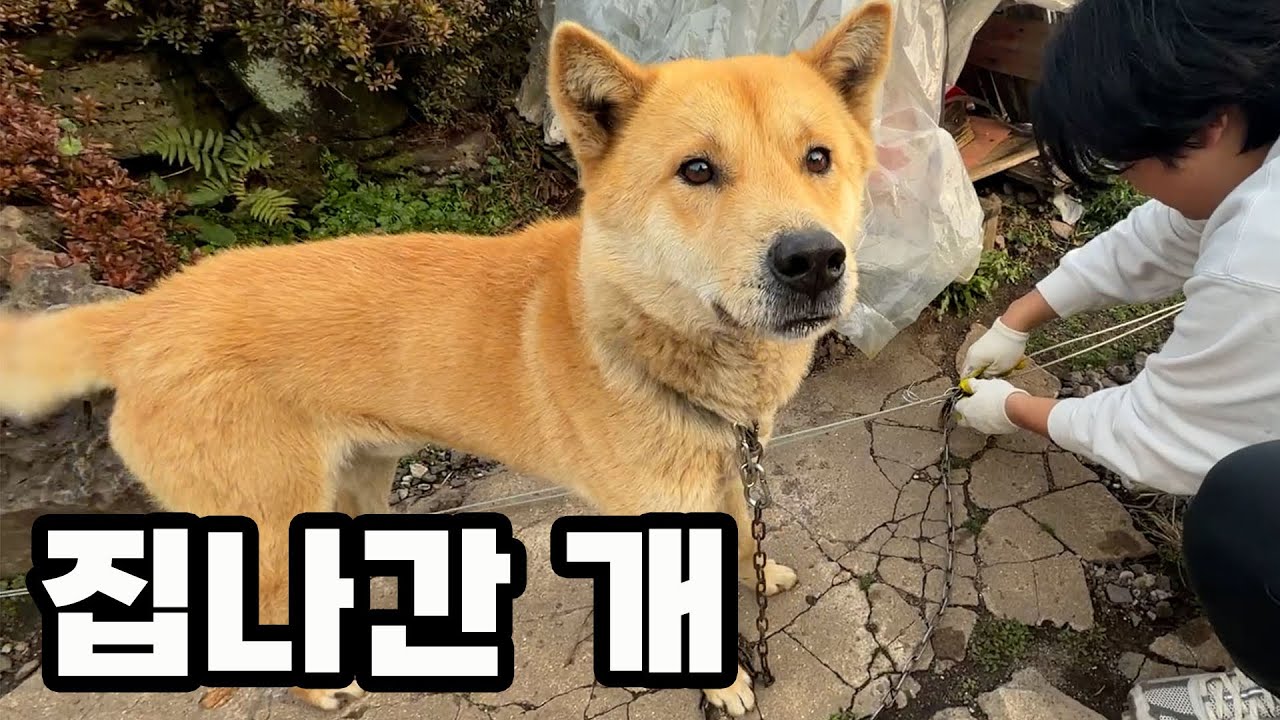 옆집 개 집나가서 지금 잡으러 갑니다..!