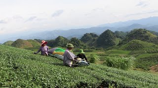 Growing tourism in Moc Chau, Son La | Aus4Equality GREAT