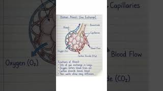 Human alveoli