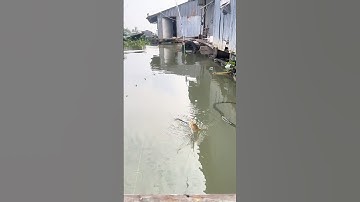 Báo Tôm / Câu Tôm Càng Xanh #shorts #prawns