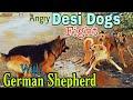 Alexa ne desi dogs ke saath fight kar li#germanshepard