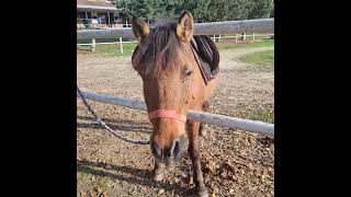 #atlar#gezilecekyerler#istanbul#büyükçekmece#güzelvideolar#atçiftliği#keşvet