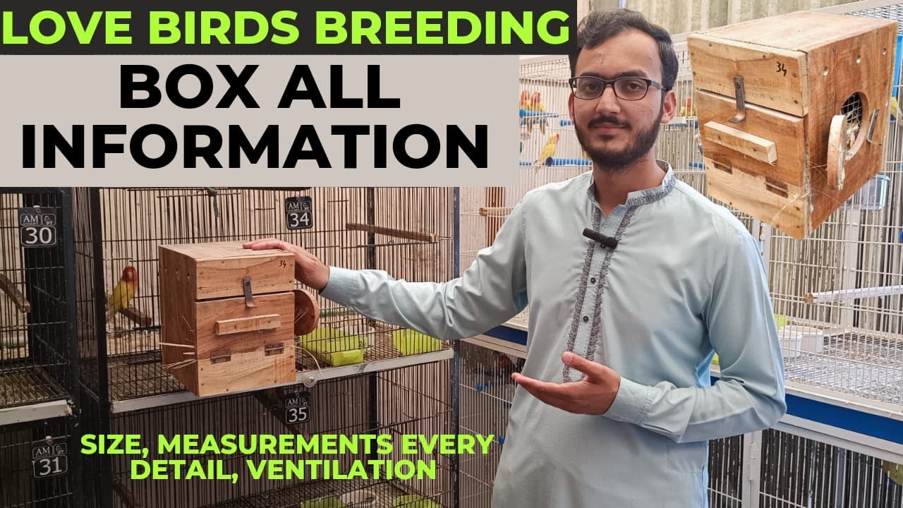 Love Bird Breeding Box Measurement Size Shani Bhai Aviary YouTube