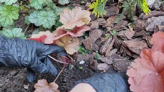 Наводжу порядок в квітах. 🌼🌸 | Tidying up the flower garden. 🌿🌱