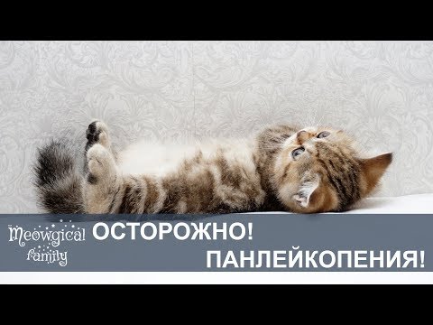 Video: Feline Distemper (Panleukopenia): Sehemu Ya 2