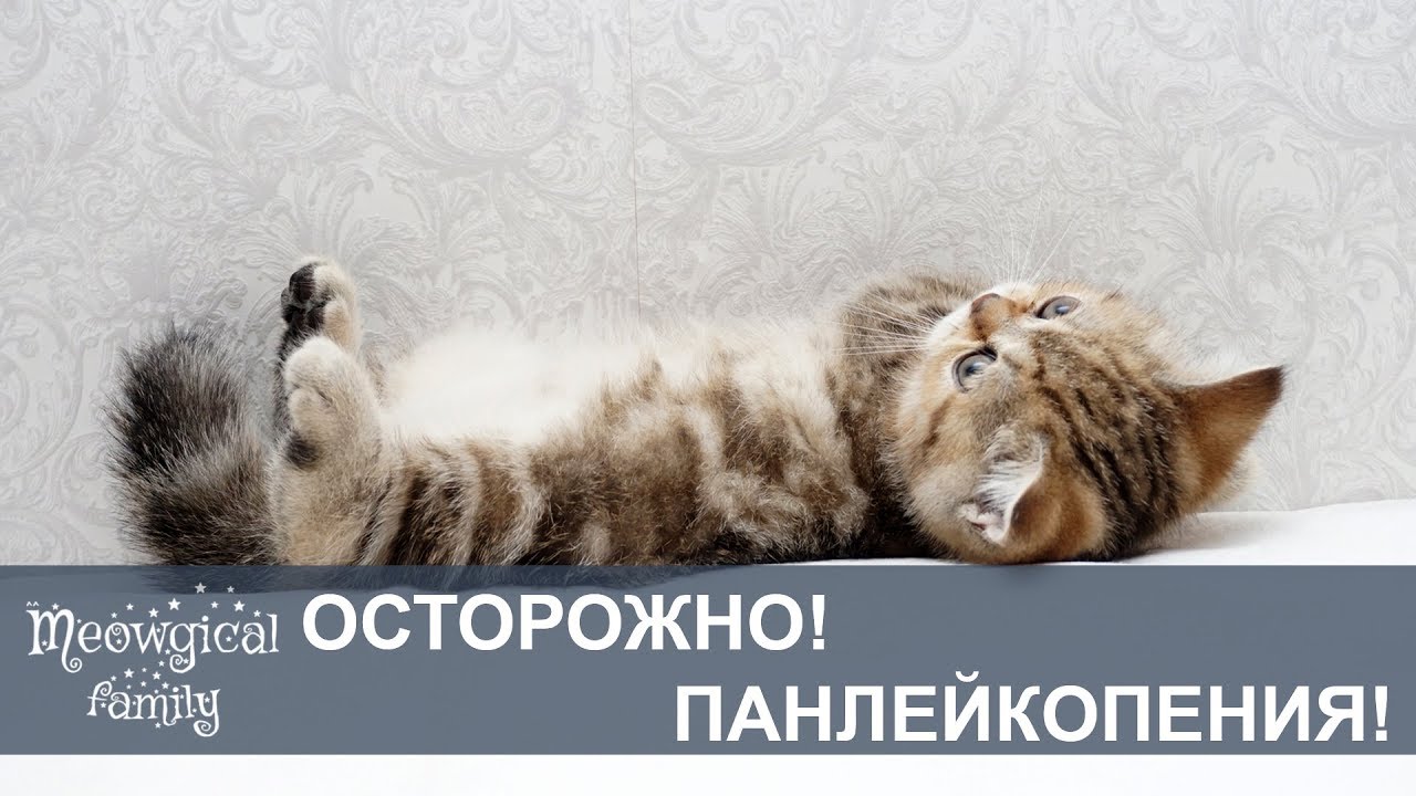 Адская ПАНЛЕЙКОПЕНИЯ: кошачья чумка - YouTube