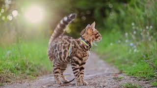 Top 5 Cat Breeds For Pet Lovers 😹😹 #cats #pets Top 5 Cat Breeds For Pet Lovers 😹😹 #cats #pets