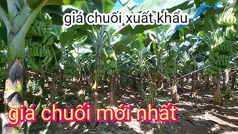 Cập nhật giá chuối cấy mô ,giá chuối xuất khẩu, cuối năm, đầu năm ,mới nhất,,